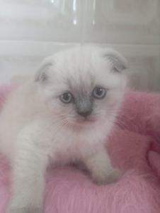 Шотландські Шикарні Крупні дівчатка та хлопчик