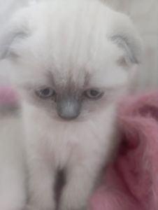 Шотландські Шикарні Крупні дівчатка та хлопчик