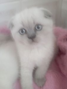 Шотландські Шикарні Крупні дівчатка та хлопчик