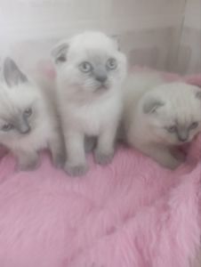 Шотландські Шикарні Крупні дівчатка та хлопчик