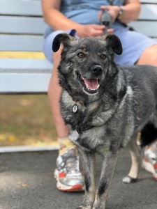 Собака до 12 кг дівчинка