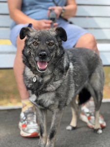 Собака до 12 кг дівчинка