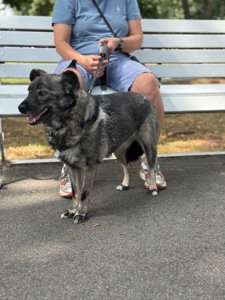 Собака до 12 кг дівчинка