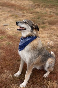 Собака з притулку Єнот для дітей