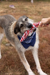 Собака з притулку Єнот для дітей