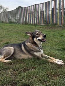 Молода собака з притулку Арчі