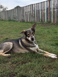 Молода собака з притулку Арчі