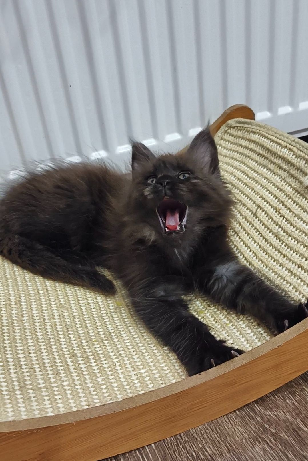 Кошеня мейн-кун з родословною