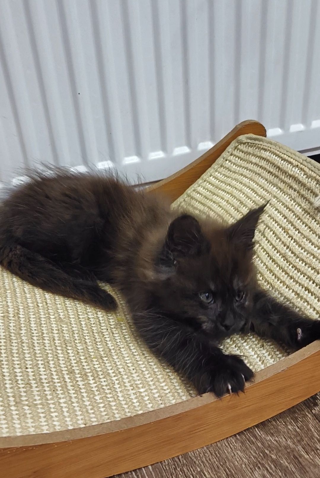 Кошеня мейн-кун з родословною