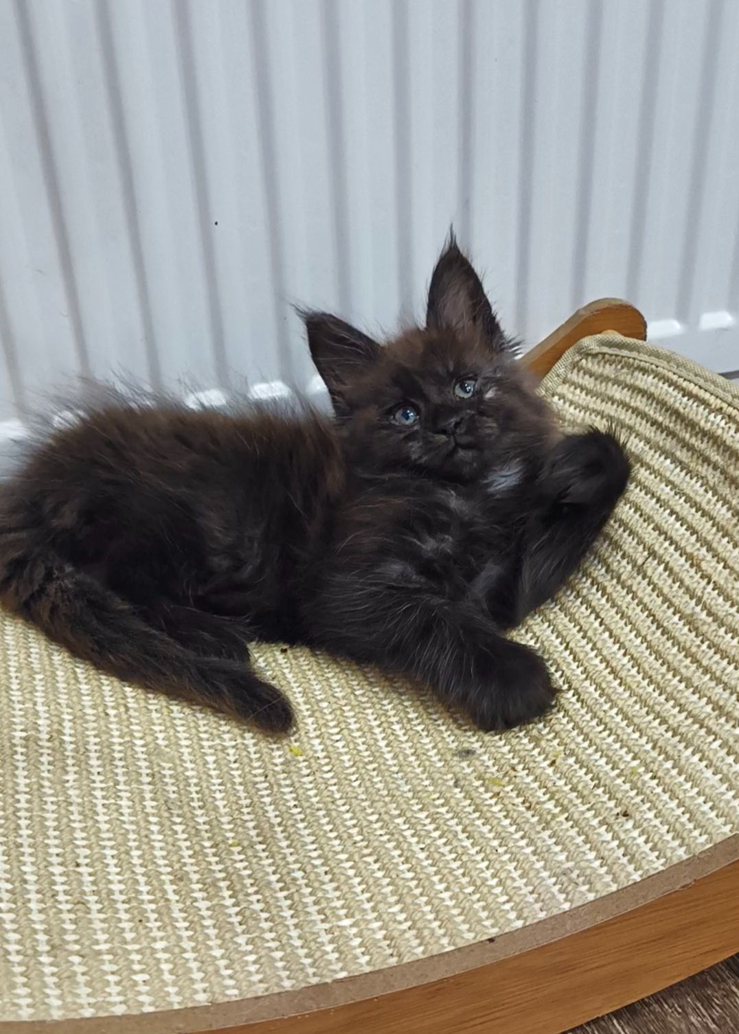 Кошеня мейн-кун з родословною