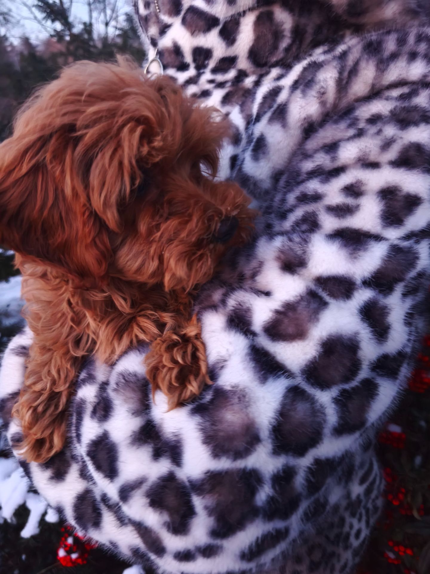 Хлопчик Мальтипу F1