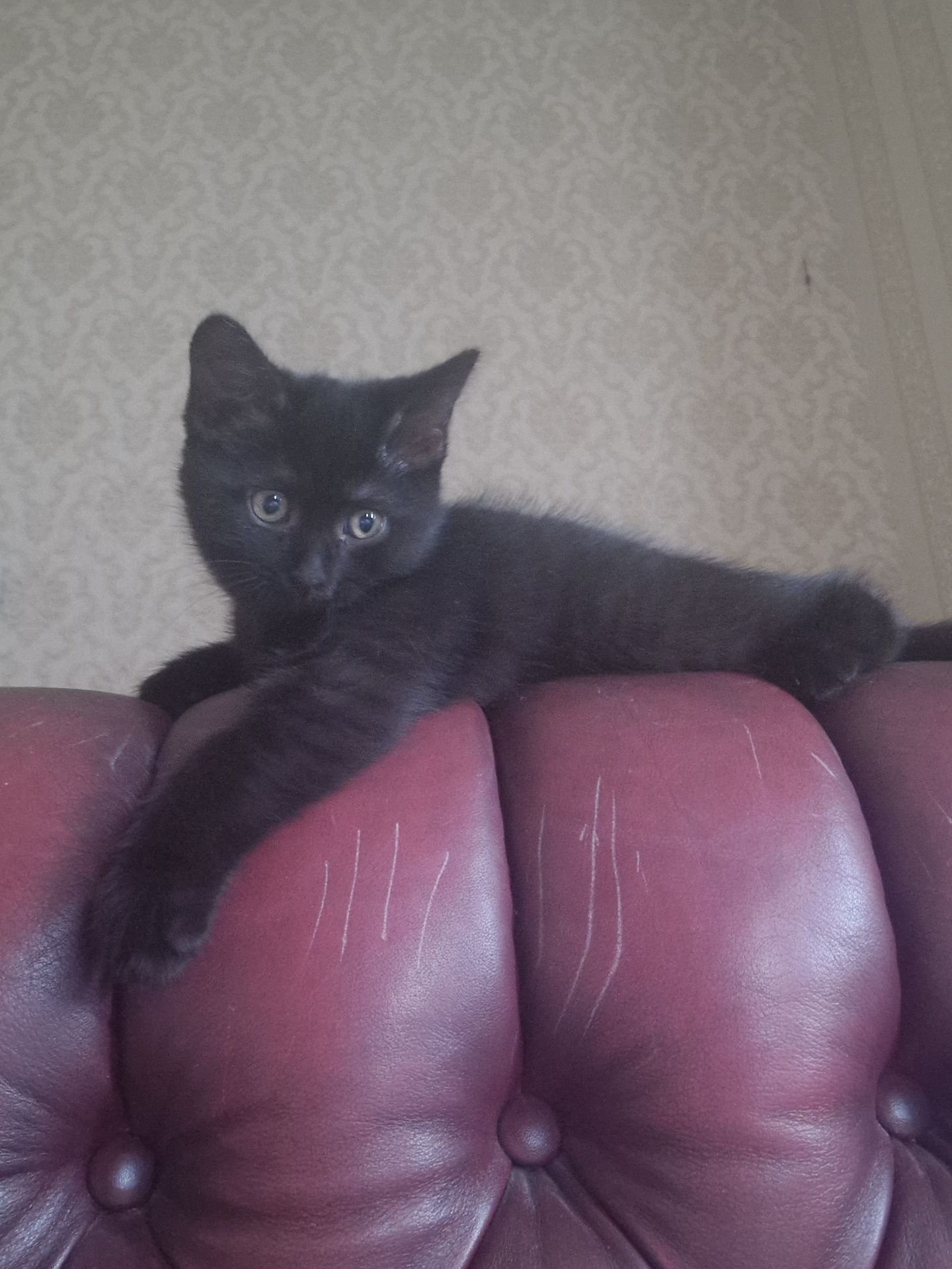 Чорне Норкове Кошеня вік 4 місяці