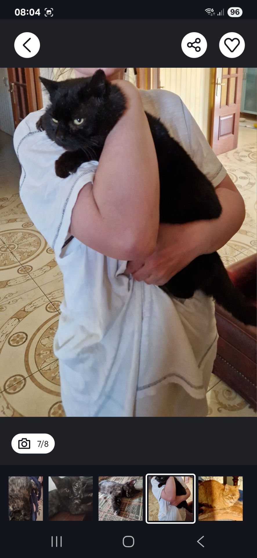 Чорне Норкове Кошеня вік 4 місяці