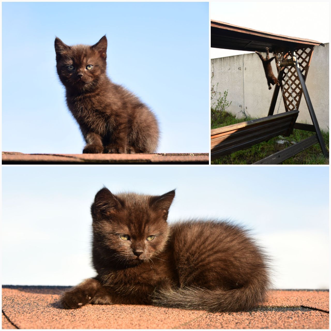 Чорне Норкове Кошеня вік 4 місяці