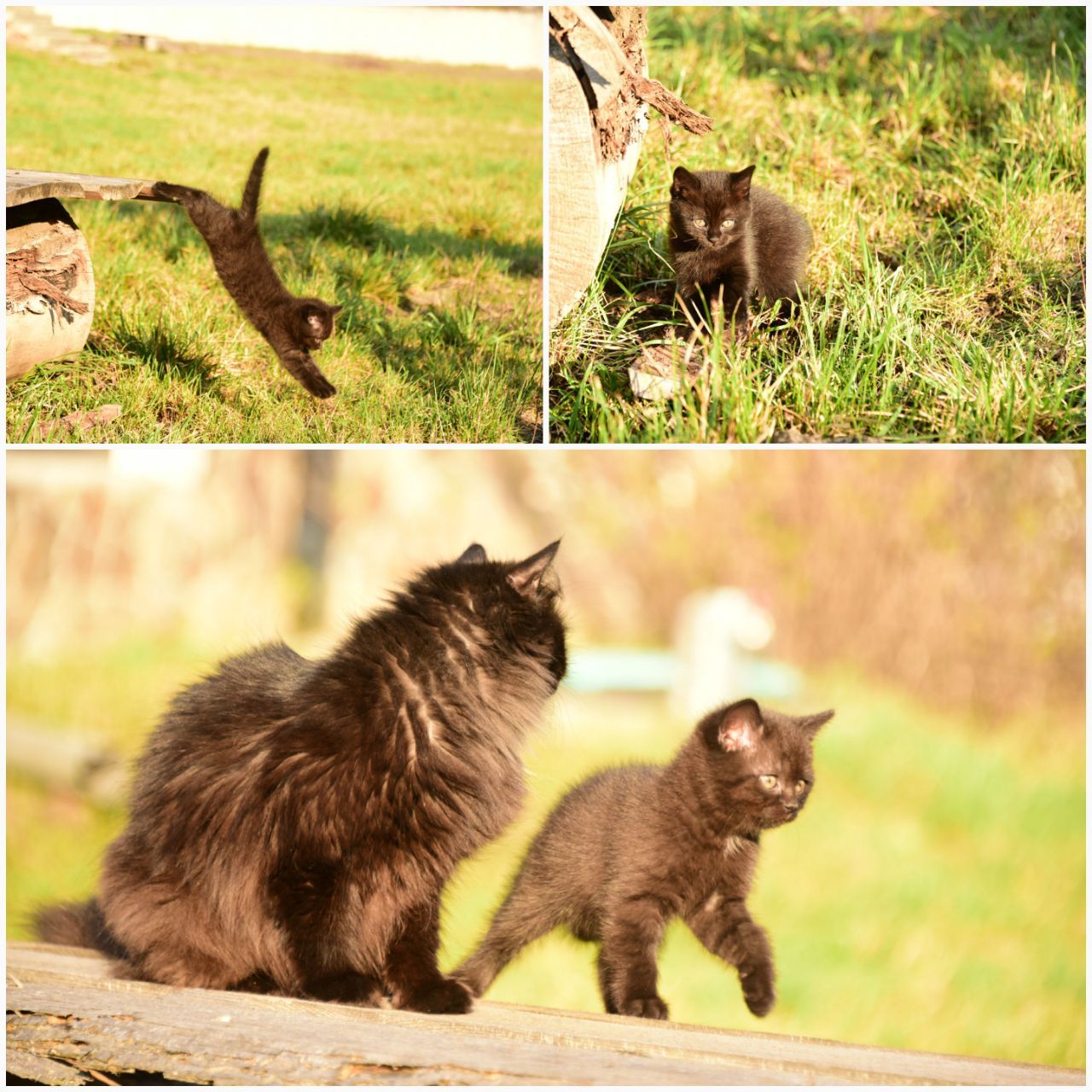 Чорне Норкове Кошеня вік 4 місяці