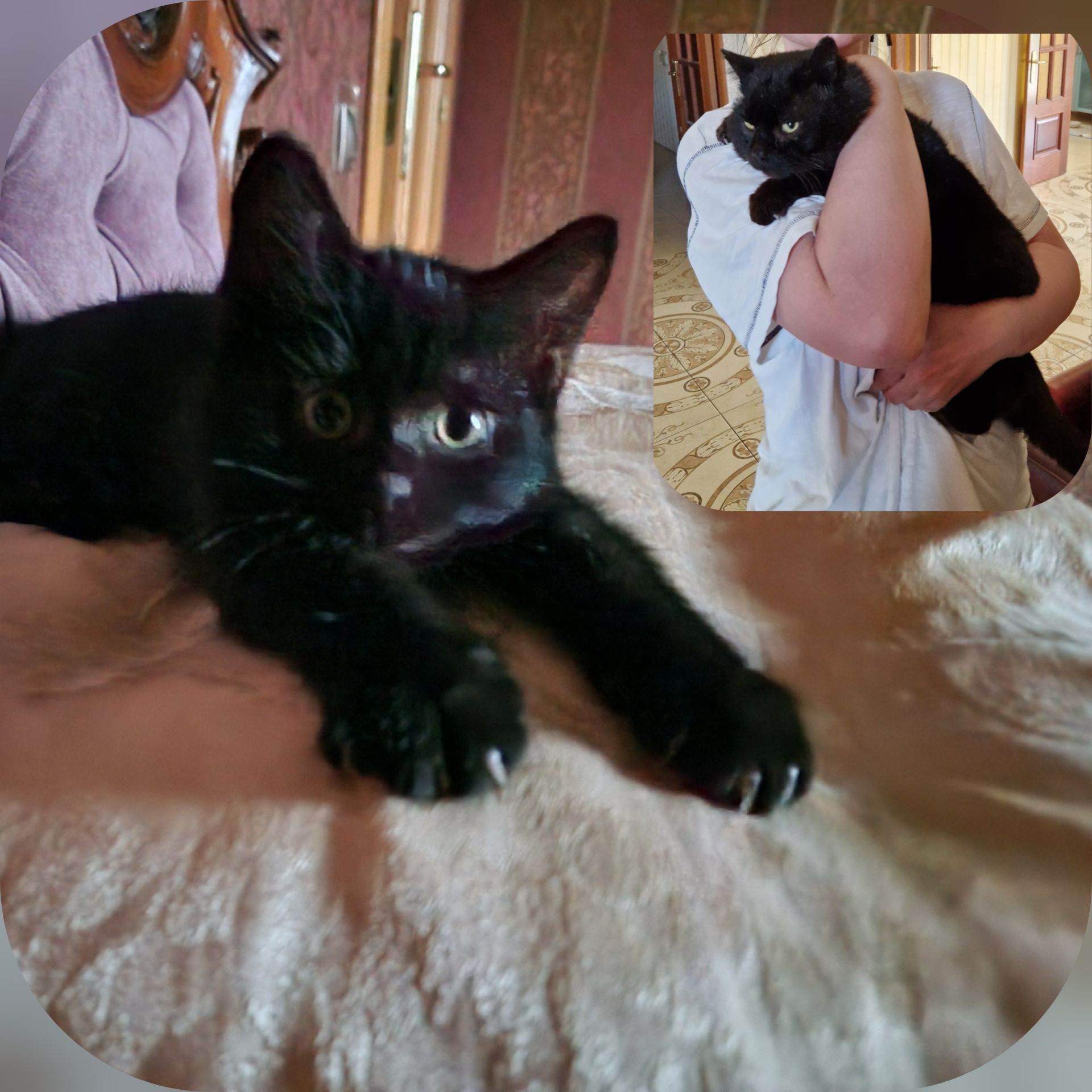 Чорне Норкове Кошеня вік 4 місяці