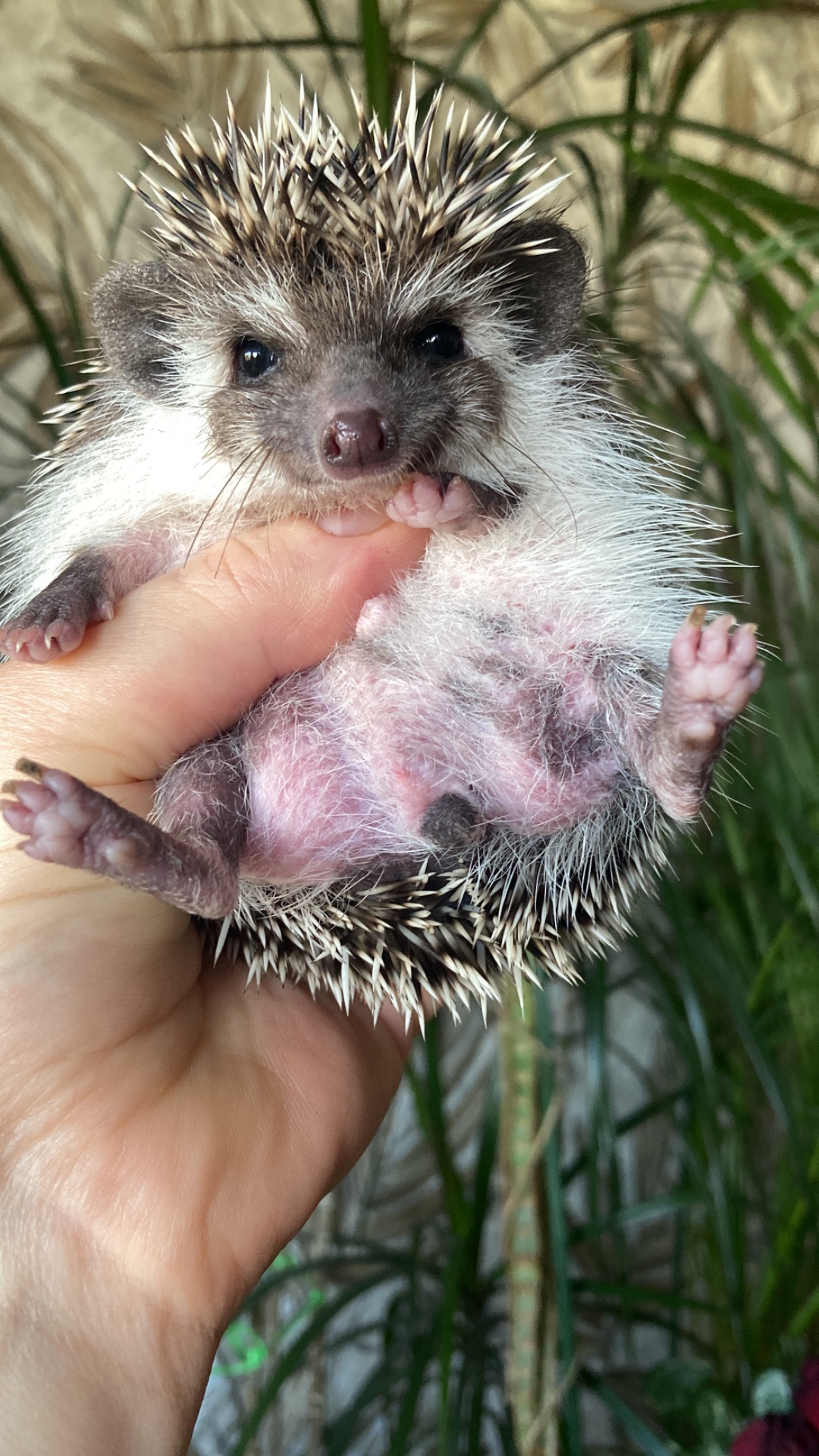 Їжак ежик карликовий африканський