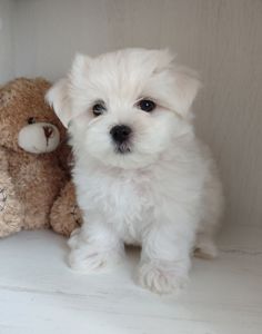 Мальтезе цуценята