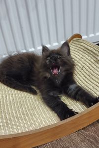 Кошеня мейн-кун з родословною