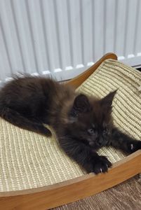 Кошеня мейн-кун з родословною