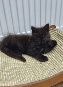 Кошеня мейн-кун з родословною