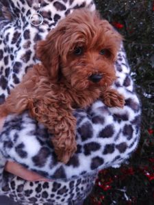 Хлопчик Мальтипу F1