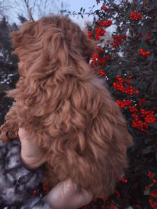 Хлопчик Мальтипу F1