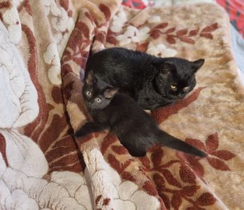 Чорне Норкове Кошеня вік 4 місяці