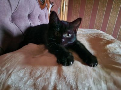 Чорне Норкове Кошеня вік 4 місяці