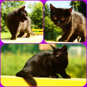 Чорне Норкове Кошеня вік 4 місяці