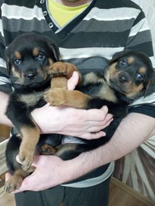 Щенята ротвейлера