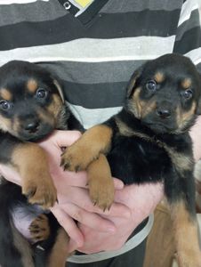 Щенята ротвейлера