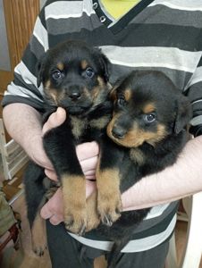 Щенята ротвейлера