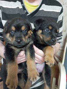 Щенята ротвейлера