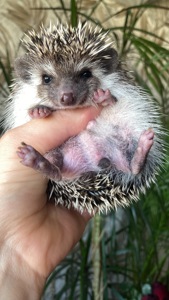 Їжак ежик карликовий африканський