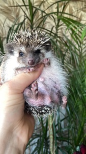 Їжак ежик карликовий африканський