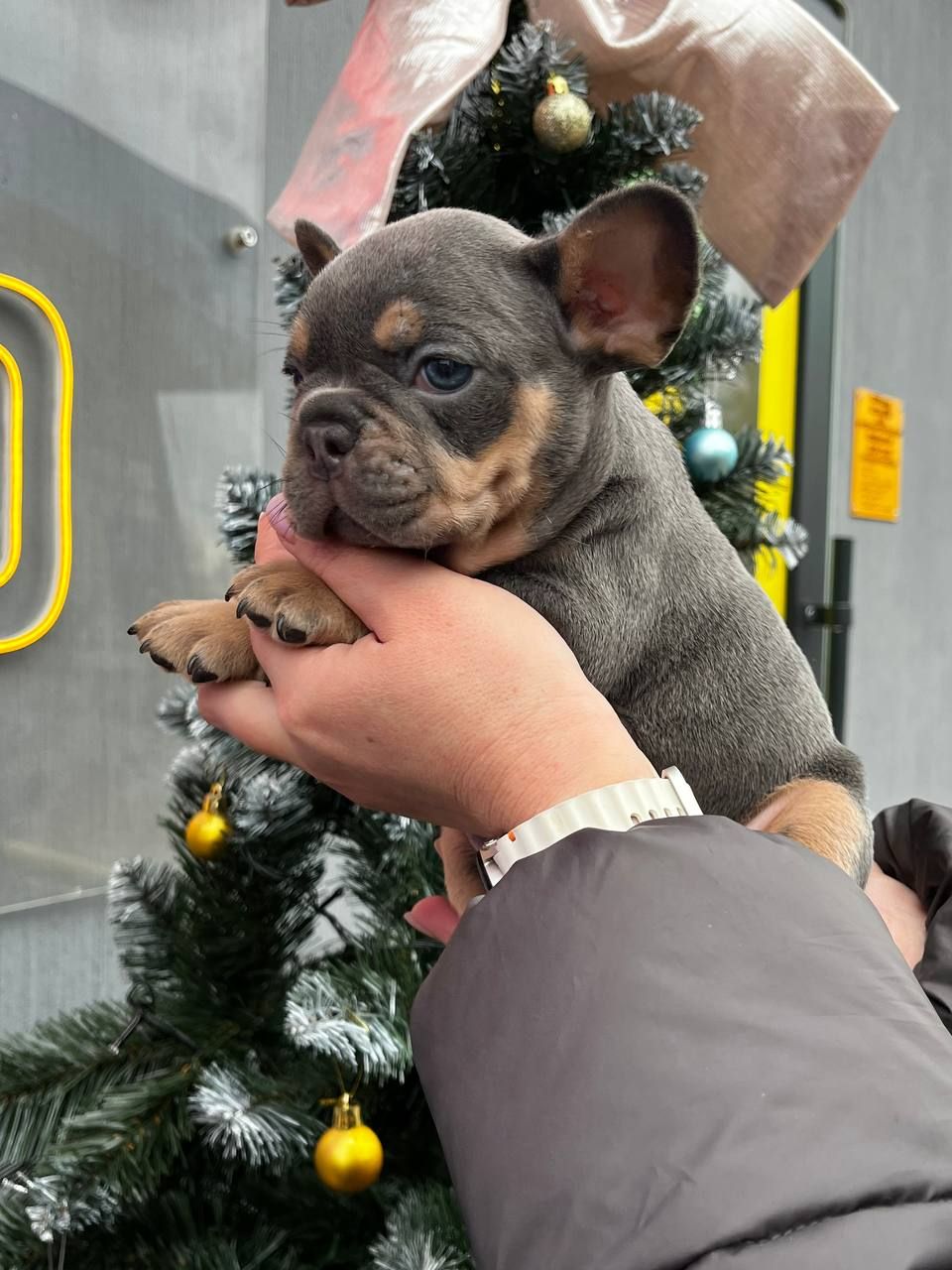 Цуценята французького бульдога