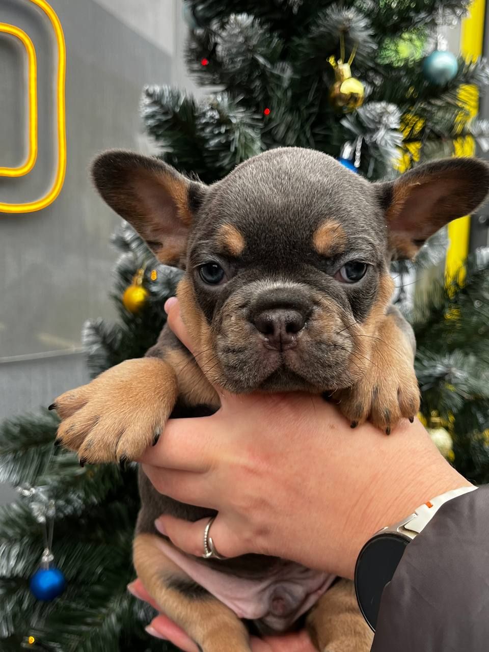 Цуценята французького бульдога