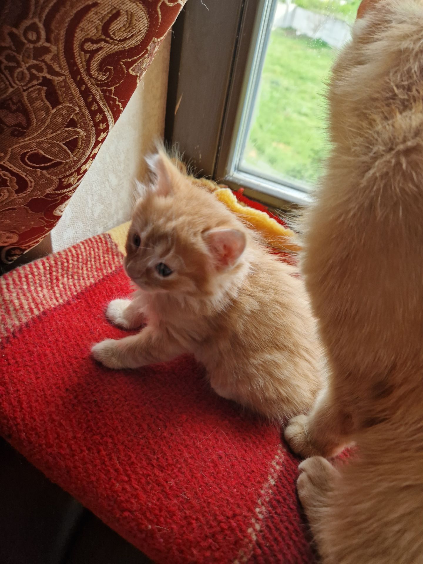 Пухнасте Сонячно-Золотаве кошеня півтора місяці