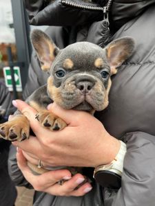 Цуценята французького бульдога