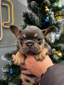 Цуценята французького бульдога