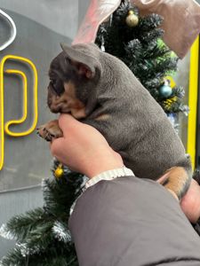 Цуценята французького бульдога