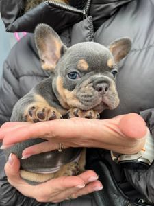 Цуценята французького бульдога