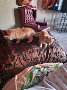 Пухнасте Сонячно-Золотаве кошеня півтора місяці