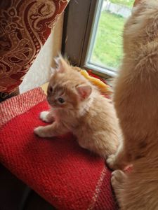 Пухнасте Сонячно-Золотаве кошеня півтора місяці