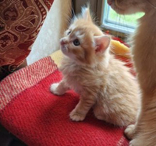 Пухнасте Сонячно-Золотаве кошеня півтора місяці