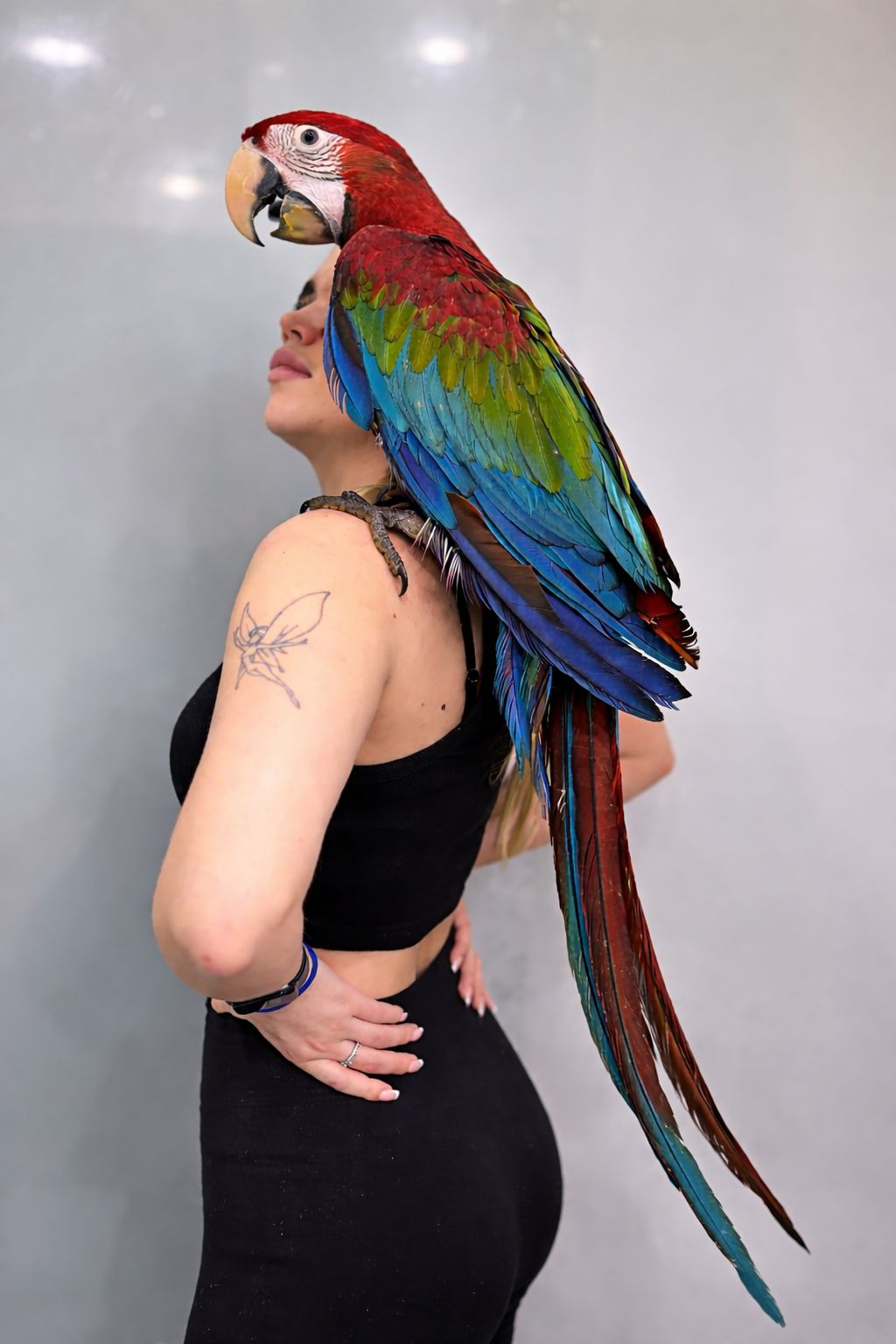 Папуга ара, ара зеленокрилий, ара з крилами