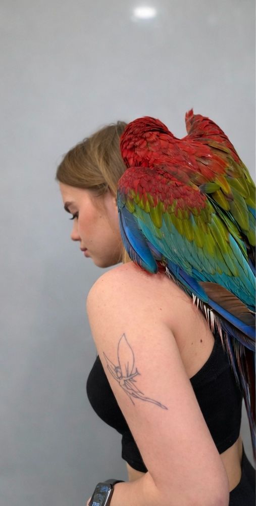 Папуга ара, ара зеленокрилий, ара з крилами