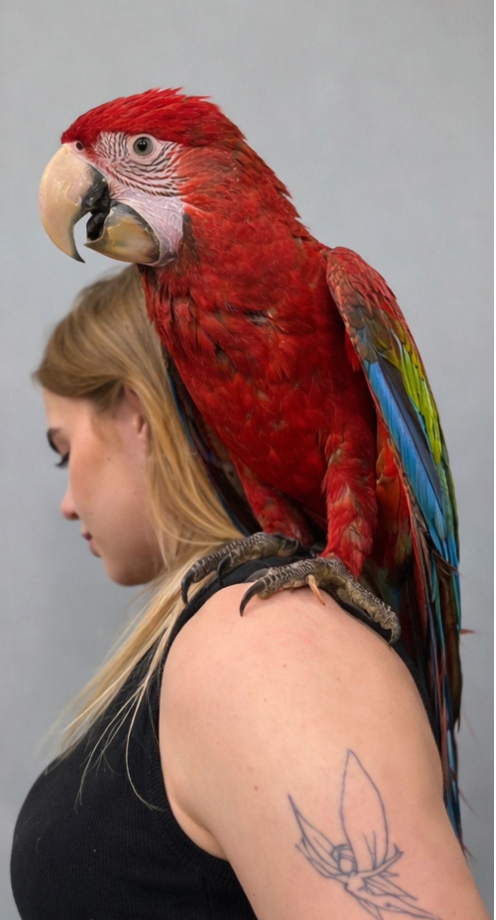 Папуга ара, ара зеленокрилий, ара з крилами