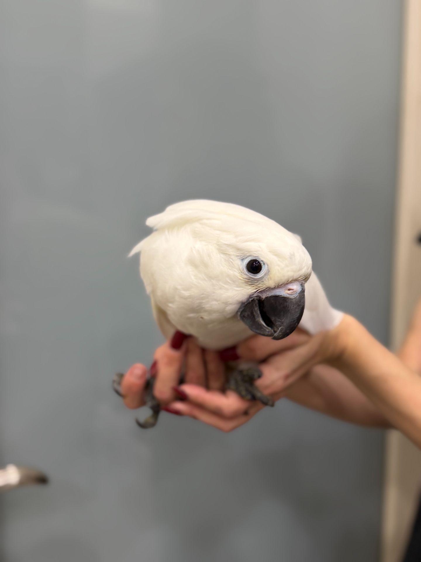 Какаду, какаду альба, какаду з кліткою